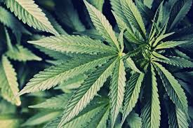 One of the best thing about moms gone wild is the community that it has become. Parenting Has Gone To Pot Why So Many Moms Are Getting High Including Me Savvymom