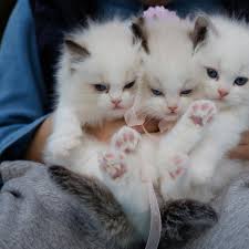 Maybe you would like to learn more about one of these? 60 Nama Lucu Kucing Betina Dan Jantan Menggemaskan Dan Mudah Diingat Ragam Bola Com