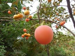 The persimmon / pərˈsɪmən / is the edible fruit of a number of species of trees in the genus diospyros. How To Grow And Eat Persimmon