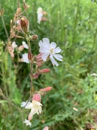 A brief look at some of the wildflowers that bloom in june beside our roads and in fields and gardens. Photos And Names Of Local Wisconsin Wildflowers