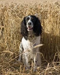 Join millions of people using oodle to find puppies for adoption, dog and puppy listings, and other pets adoption. Dog Springer Spaniel English Springer Spaniel Springer Spaniel Black White Beautiful Standing Golden Wheat Pikist