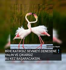 Dublorsuzhayat Adli Kullanicinin Sevgi Panosundaki Pin Hayvanlar Hayvan Guzel Kuslar