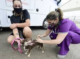 Adopt a pet from the aspca. As Pet Ownership Surges We Need To Strengthen The Veterinary Profession Fortune