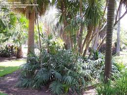 Image result for Chamaedorea radicalis