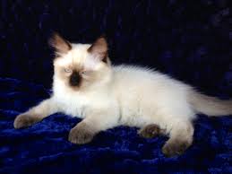 Why buy a ragdoll kitten for sale if you can adopt and save a life? Ragdoll Cats In Many Colors And Patterns Jamila S Ragdolls