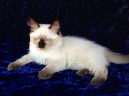 The body of the chocolate lynx point ragdoll cat is ivory in color. Chocolate Point Ragdoll Cat Promotions