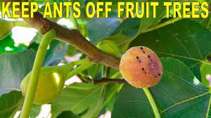 It's the aphid's honeydew, a very polite synonym for their frass, which itself is a genteel way of saying bug poop. Keep Ants Off Fruit Trees With Three Simple Tricks Youtube