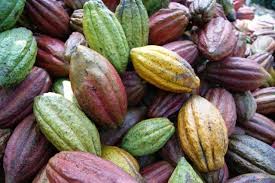 Check spelling or type a new query. The Chocolate Fruit Looking Inside A Cacao Pod Perfect Daily Grind