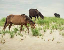 The Hard Lives Of Sable Island Horses Horse Journals