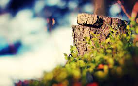 Nature Photography Wallpapers Top Free Nature Photography Backgrounds Wallpaperaccess