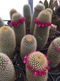 We recently shared an article on how to grow your hair long and beautiful. Bristle Brush Cactus Mammillaria Pilcayensis 7 Tall Large Cactus Cactos