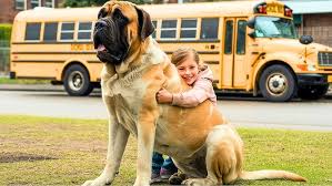 Golden Retriever Mom Protects Her Puppies — Even from Her Best Friend  Husky! - YouTube