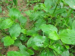 Image result for Commelina congesta