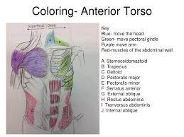 This is a free printable worksheet in pdf format and holds a printable version of the quiz muscles of the posterior torso and arm. Muscles Of The Torso Upload 8 21 Muscles Of The Torso Worksheet Ppt Download