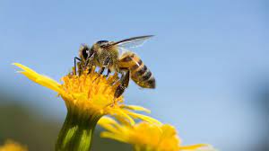 The decline in honey bees (apis mellifera) has heightened the popularity of honey bee plants. Nearly 40 Decline In Honey Bee Population Last Winter Unsustainable Experts Say Abc News