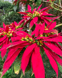 Image result for Euphorbia pulcherrima