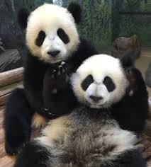 The toronto zoo will continue to offer virtual free and paid educational programming during this time. Toronto Zoo Press Releases