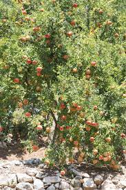 Check spelling or type a new query. Trimming Pomegranate Trees When And How To Prune A Pomegranate Tree