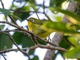 Image result for Vitellariopsis kirkii