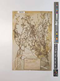 Image result for Indigofera simplicifolia