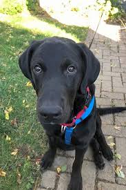 Check puppies for sale from verified breeders with contact numbers. These Indianapolis Based Puppies Are Up For Adoption And In Need Of A