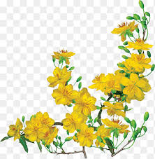 Chinese new year is the first day of the new year in the chinese calendar, which differs from the gregorian calendar. Vietnam Ochna Integerrima Lunar New Year Spring Hoa Mai Flower Arranging Winter Png Pngegg