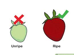 A single strawberry plant will produce between 40 to 70 berries across the season depending upon the variety selected. How To Grow Hydroponic Strawberries With Pictures Wikihow