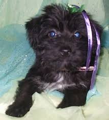 Black and white yorkie mix. Scorkie Dog Breed Information And Pictures