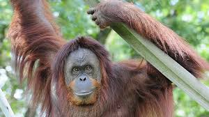 See more of orangutan foundation international on facebook. Orangutans Aren T Lazy Just Evolved To Hang Around Npr