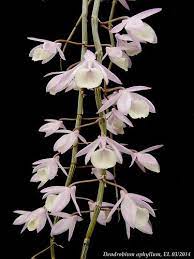 Dendrobium Aphyllum Beautiful Flowers Orchidaceae Orchid Flower
