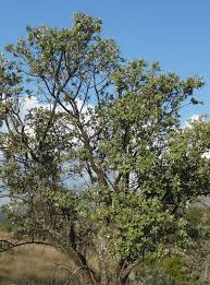 Image result for Brachylaena huillensis