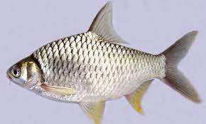 Ikan lampan jawa atau nama saintifik barbonymus gonionotus merupakan sejenis ikan yang sering dijumpai di malaysia.1 for faster navigation, this iframe is preloading the wikiwand page for ikan lampam jawa. Perbezaan Ikan Lampam Jawa Vs Lampam Sungai Umpan