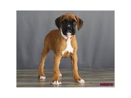 Boxer Dog Female Fawn 2479134 Petland Carmel In