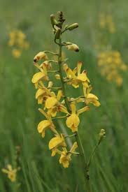 Image result for Eulophia angolensis