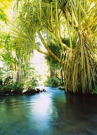 Palm Trees Over Hot Spring Tabacon By Panoramic Images Bahamas Island Hot Springs Palm Trees