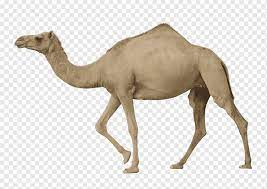 In searching of pleasant sleeping place, today too i'm going on a journey in the park —wild bactrian camel's introduction. Dromedary Bactrian Camel Camelhd Mammal Fauna Wildlife Png Pngwing