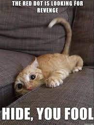 Submitted 7 hours ago by covidcatsanddogs. 24 Kitten Memes That Are Too Adorable To Ignore Sayingimages Com