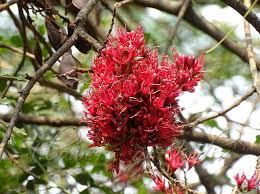 Image result for Schotia brachypetala