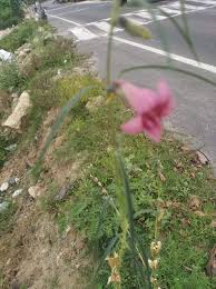 Image result for Sesamum alatum