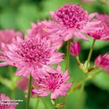 Image result for Astrantia major `Roma`