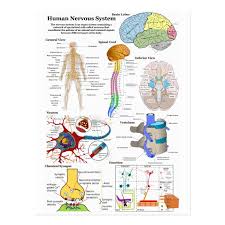 Includes components of the central nervous system and peripheral nervous system. Human Brain And Central Nervous System Diagram Postcard Zazzle Com