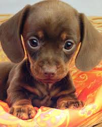 Find and download the best cute puppy pictures from pixabay. Really Cute Puppies Cheap Online