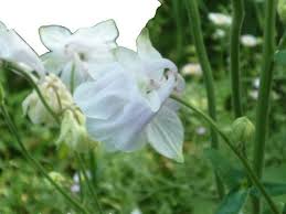 Image result for Stomatostemma monteiroae