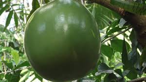 At the end of the season get rid of crop residues and cultivate the soil. How To Make Miracle Fruit Juice Hubpages