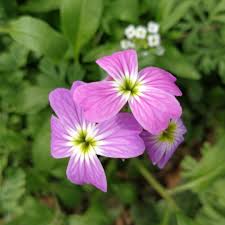Image result for Malcolmia maritima