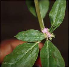 Image result for Zaleya