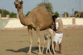 If there is a greater supply than there is demand for the coin, the price will drop. Camels Are No Longer Needed For Transport Or Farming Can Their Milk Save Them