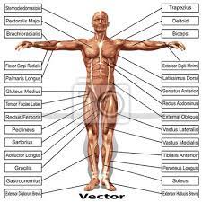Now let's explore the functions of each part of the male genitals. Vector Human Man Anatomy With Muscles Text Leinwandbilder Bilder Deltoid Anatomisch Muskulatur Myloview De