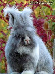 When an english angora rabbit is shown, the toenails should also be only one color, the ears could be folded over at the tips and the furnishings on the. Fuchschenhof Rabbitry German English Angora Rabbits Posts Facebook