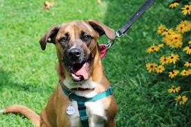 Puppyfinder.com is secure, simple and efficient way to find a puppy, sell a puppy or addopt dogs via internet. Animal Adoption And Rescue Brother Wolf Asheville Nc